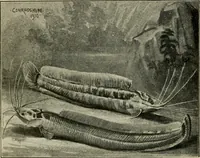 Picture 219 of 250 from Die exotischen zierfische in wort und bild (1914), leaf 323
