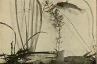 An illustration from Die exotischen zierfische in wort und bild (1914)