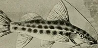 An illustration from Die exotischen zierfische in wort und bild (1914)