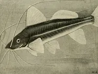 An illustration from Die exotischen zierfische in wort und bild (1914)