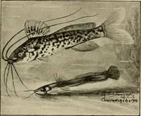 An illustration from Die exotischen zierfische in wort und bild (1914)