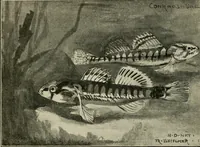 Picture 11 of 250 from Die exotischen zierfische in wort und bild (1914), leaf 33