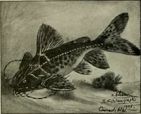 An illustration from Die exotischen zierfische in wort und bild (1914)