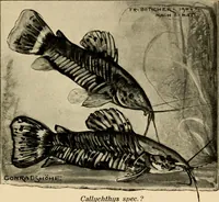 Picture 227 of 250 from Die exotischen zierfische in wort und bild (1914), leaf 334