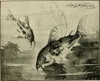 Picture 228 of 250 from Die exotischen zierfische in wort und bild (1914), leaf 335