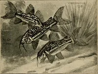 Picture 229 of 250 from Die exotischen zierfische in wort und bild (1914), leaf 336