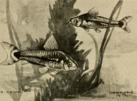 Picture 231 of 250 from Die exotischen zierfische in wort und bild (1914), leaf 338