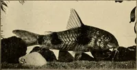 Picture 232 of 250 from Die exotischen zierfische in wort und bild (1914), leaf 338