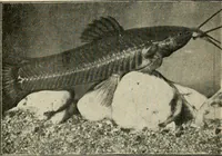 An illustration from Die exotischen zierfische in wort und bild (1914)