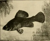 An illustration from Die exotischen zierfische in wort und bild (1914)