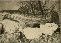 An illustration from Die exotischen zierfische in wort und bild (1914)