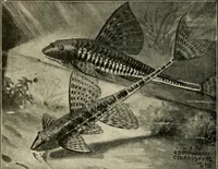 Picture 235 of 250 from Die exotischen zierfische in wort und bild (1914), leaf 341