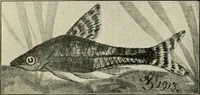 Picture 237 of 250 from Die exotischen zierfische in wort und bild (1914), leaf 343