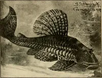 An illustration from Die exotischen zierfische in wort und bild (1914)