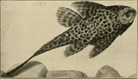 An illustration from Die exotischen zierfische in wort und bild (1914)