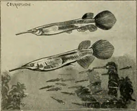 Picture 241 of 250 from Die exotischen zierfische in wort und bild (1914), leaf 347