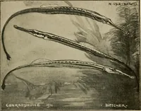Picture 242 of 250 from Die exotischen zierfische in wort und bild (1914), leaf 348