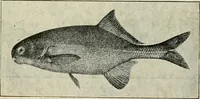 An illustration from Die exotischen zierfische in wort und bild (1914)