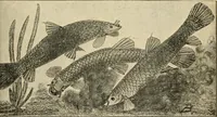 An illustration from Die exotischen zierfische in wort und bild (1914)