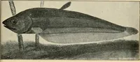 An illustration from Die exotischen zierfische in wort und bild (1914)