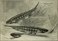 Picture 247 of 250 from Die exotischen zierfische in wort und bild (1914), leaf 355