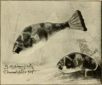 An illustration from Die exotischen zierfische in wort und bild (1914)