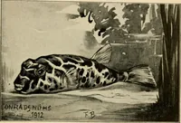 Picture 249 of 250 from Die exotischen zierfische in wort und bild (1914), leaf 358