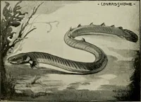 An illustration from Die exotischen zierfische in wort und bild (1914)