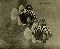 Picture 13 of 250 from Die exotischen zierfische in wort und bild (1914), leaf 36