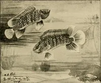 Picture 15 of 250 from Die exotischen zierfische in wort und bild (1914), leaf 40
