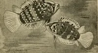 Picture 16 of 250 from Die exotischen zierfische in wort und bild (1914), leaf 42