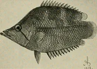 An illustration from Die exotischen zierfische in wort und bild (1914)