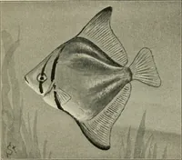 An illustration from Die exotischen zierfische in wort und bild (1914)
