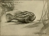 Picture 19 of 250 from Die exotischen zierfische in wort und bild (1914), leaf 48
