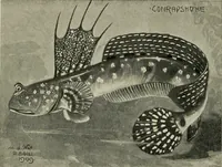 Picture 21 of 250 from Die exotischen zierfische in wort und bild (1914), leaf 51