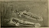 Picture 22 of 250 from Die exotischen zierfische in wort und bild (1914), leaf 52