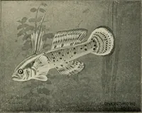 An illustration from Die exotischen zierfische in wort und bild (1914)