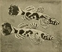 Picture 26 of 250 from Die exotischen zierfische in wort und bild (1914), leaf 58