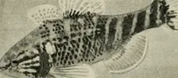 An illustration from Die exotischen zierfische in wort und bild (1914)