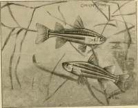 An illustration from Die exotischen zierfische in wort und bild (1914)