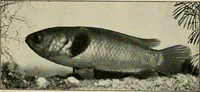 An illustration from Die exotischen zierfische in wort und bild (1914)