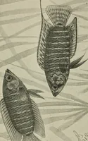 An illustration from Die exotischen zierfische in wort und bild (1914)