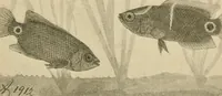 An illustration from Die exotischen zierfische in wort und bild (1914)
