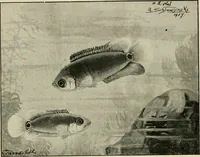 Picture 34 of 250 from Die exotischen zierfische in wort und bild (1914), leaf 71