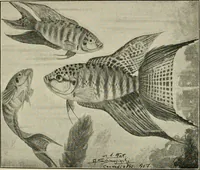 Picture 35 of 250 from Die exotischen zierfische in wort und bild (1914), leaf 73