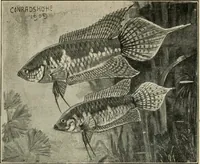 Picture 36 of 250 from Die exotischen zierfische in wort und bild (1914), leaf 77