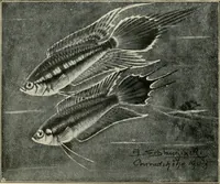 Picture 37 of 250 from Die exotischen zierfische in wort und bild (1914), leaf 77
