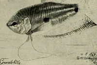 Picture 38 of 250 from Die exotischen zierfische in wort und bild (1914), leaf 79