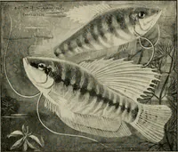 Picture 39 of 250 from Die exotischen zierfische in wort und bild (1914), leaf 81