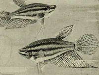 Picture 40 of 250 from Die exotischen zierfische in wort und bild (1914), leaf 83